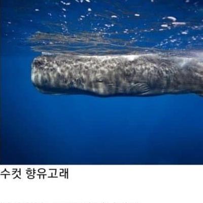 바다에서 범고래 떼를 이길 수 있는 유일한 생명체..jpg