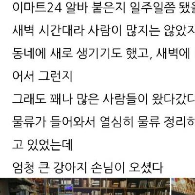 편의점에 난입한 골든리트리버