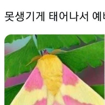 어릴때 못생겼는데 커서 예뻐짐