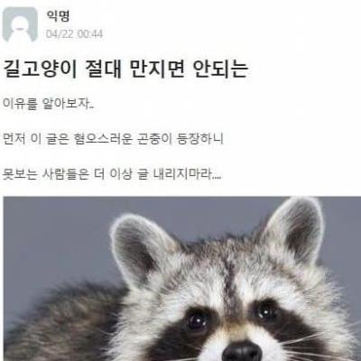 길냥이를 절대 만지면 안되는 이유.