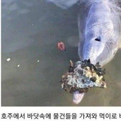 물물거래 하는 돌고래.jpg