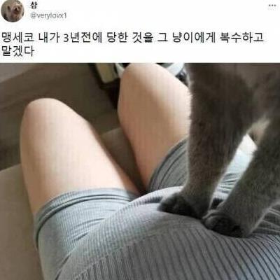 3년 전 일을 복수당한 고양이