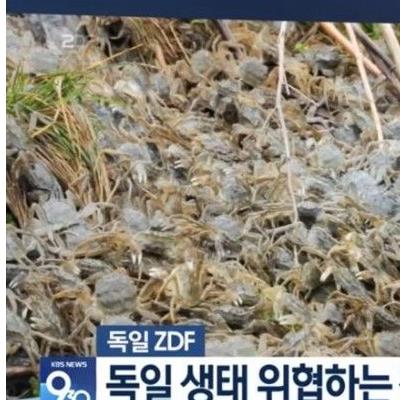 한국인의 도움이 절실하게 필요해뵈는 독일 근황