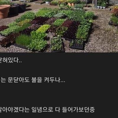 개드립] 잊어먹은 결혼기념일 후기.jpg