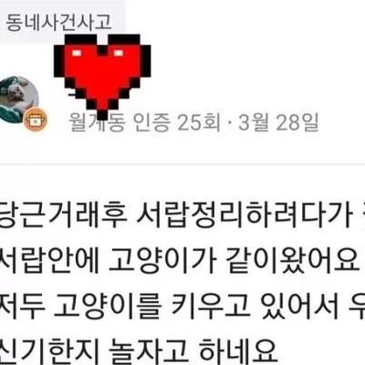 고양이가 자연스럽게 없어지는 과정