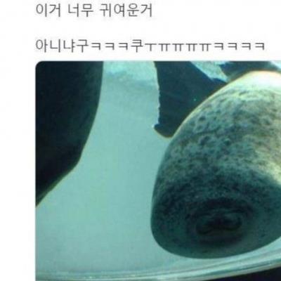 수족관에서 발사된 어뢰